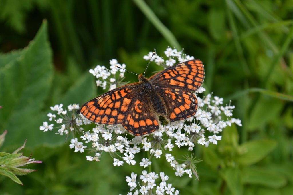 Euphydryas intermedia? - Si